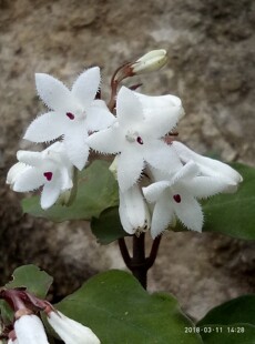 蛇根草血经草阴蛇风蛇足草蛇根草种苗一苗
