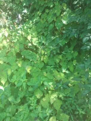 裂叶秋海棠,血蜈蚣,一口血,蛇伤,止血跌打损伤药一苗