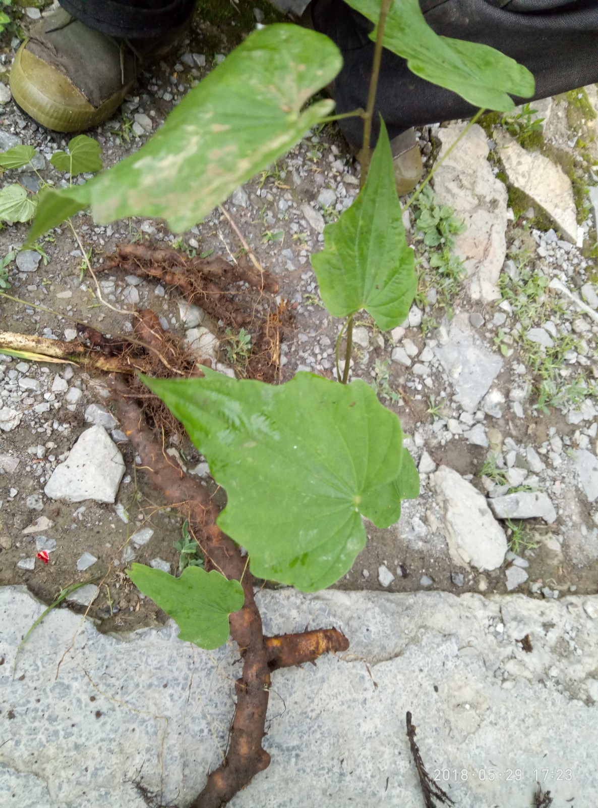 穿山龙 穿龙薯蓣、野山药、串地龙、地龙骨、穿山龙大苗一株