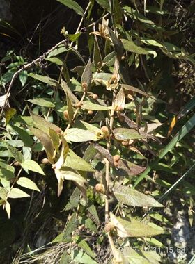 来江藤，蜜桶花，来江藤鲜货500克