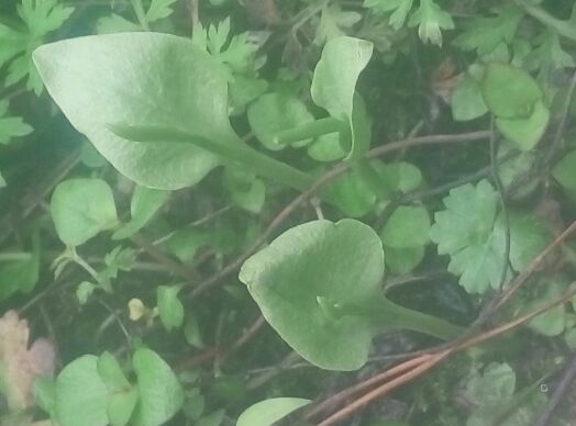 蛇咬一支箭,瓶耳小草,一支箭,一支箭种苗一苗