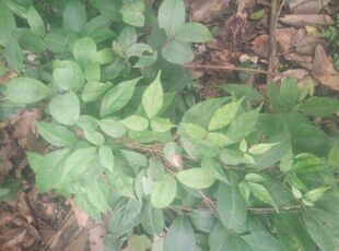 三叶青,三叶崖爬藤,金线吊葫芦、蛇附子、石老鼠种苗一苗