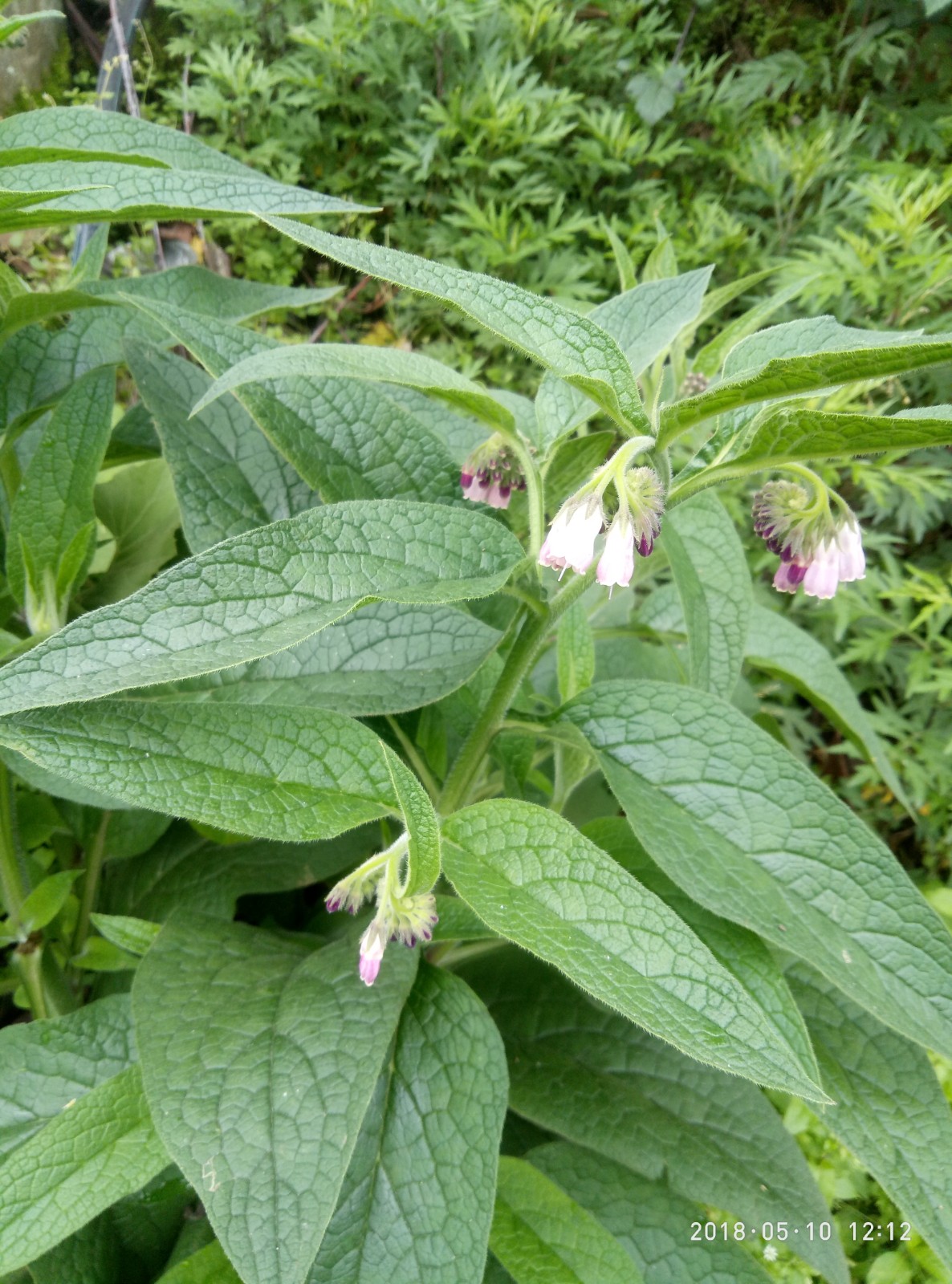 聚合草，爱国草、肥羊草，友谊草、紫根草，饲料菜种苗一株