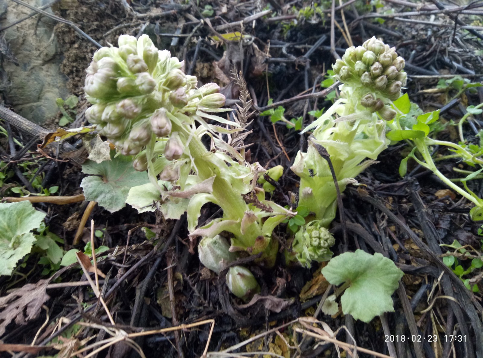 蜂斗菜，款冬花，冬花、 款冬，款冬花种苗一苗