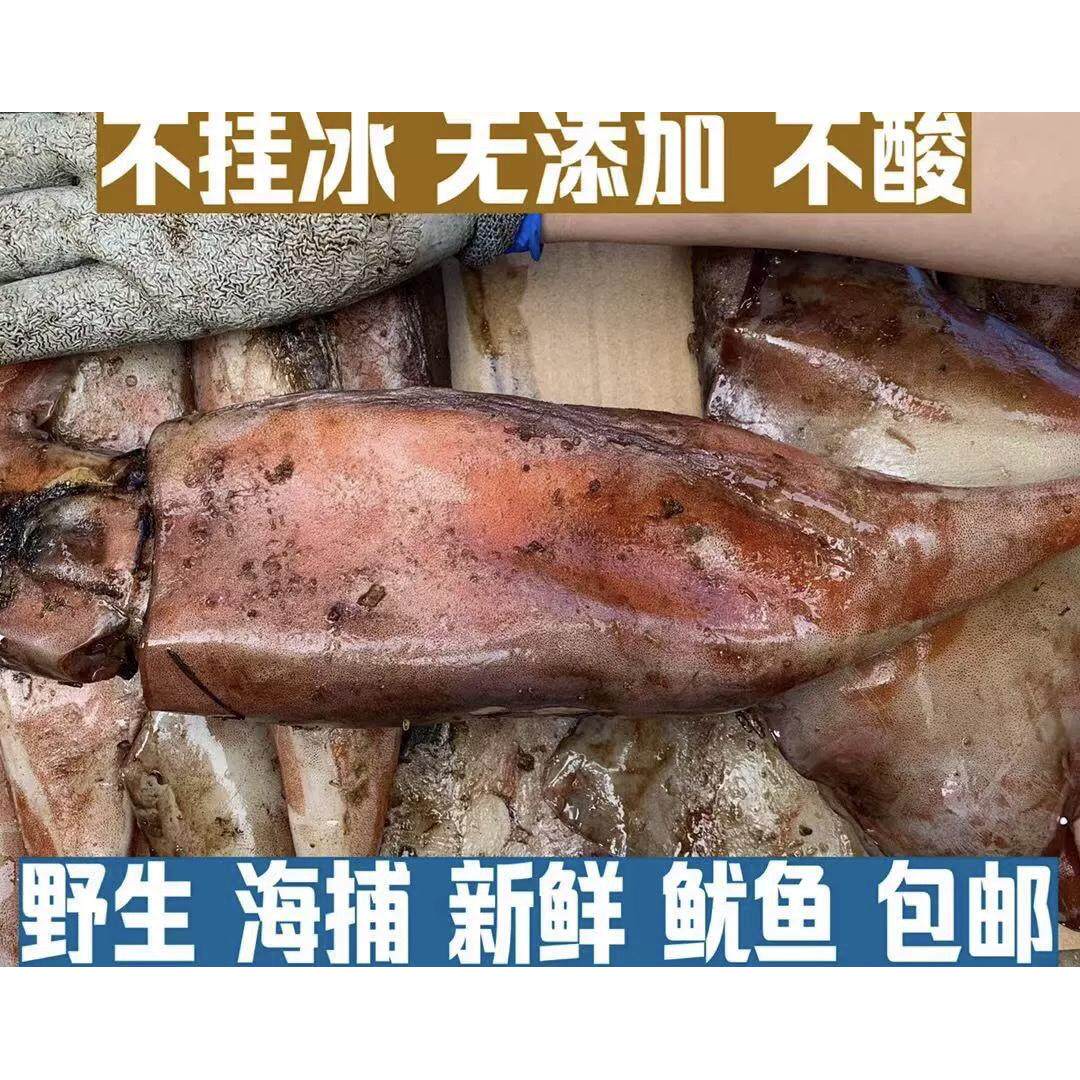 大鱿鱼鲜活整只新鲜冰鲜海鲜水产鱿鱼冷冻枪乌贼烧烤火锅包邮10斤