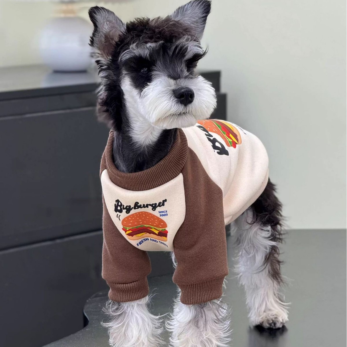 秋冬季新款小狗狗衣服雪纳瑞泰迪博美幼犬宠物防掉毛帅气保暖卫衣