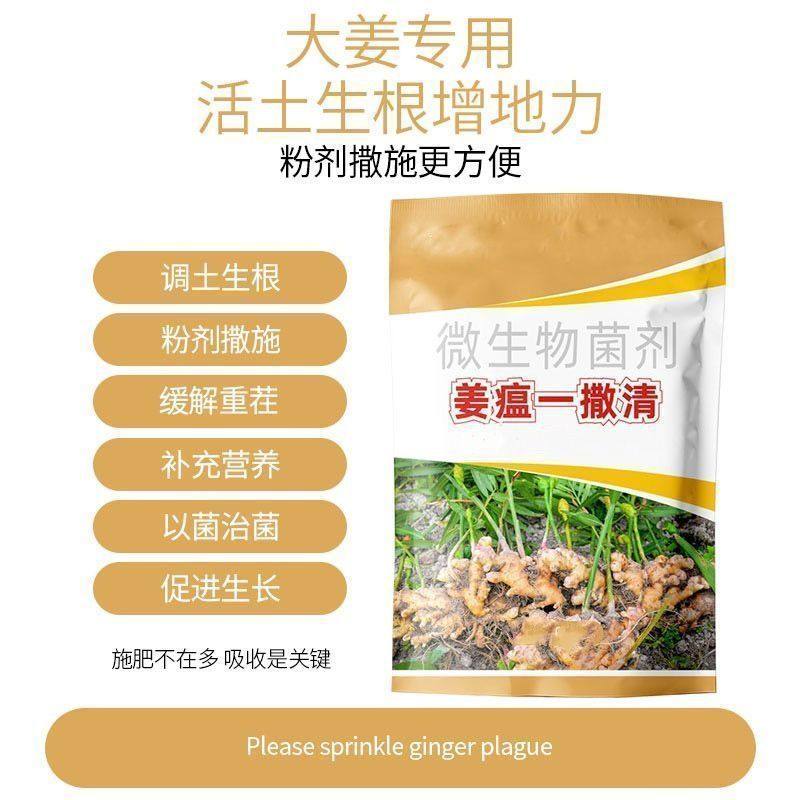 生姜姜瘟一撒清微生物肥料改善预防姜瘟姜腐烂脖子炭疽叶枯