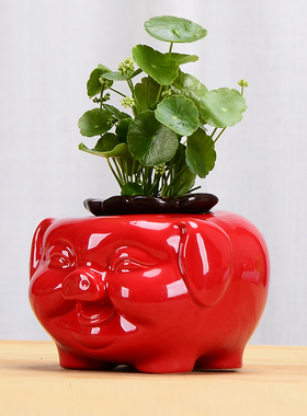 猪柿如意水培花瓶陶瓷水养绿萝花盆花器客厅桌面办公桌装饰品摆件