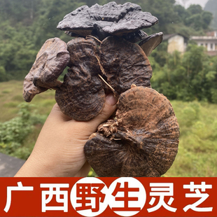 广西纯野生黑灵芝250g整枝特级黑林芝可切片天然正品紫灵芝孢子粉