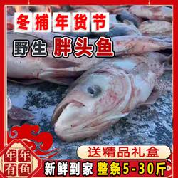 东北查干湖镇鱼冬捕胖头鱼大鱼花鲢鱼鳙鱼淡水查干湖胖头鱼礼盒
