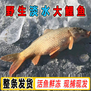 冬捕大鲤鱼吉林冷水鱼东北大鱼松花江淡水鱼鲤鱼新鲜一整条