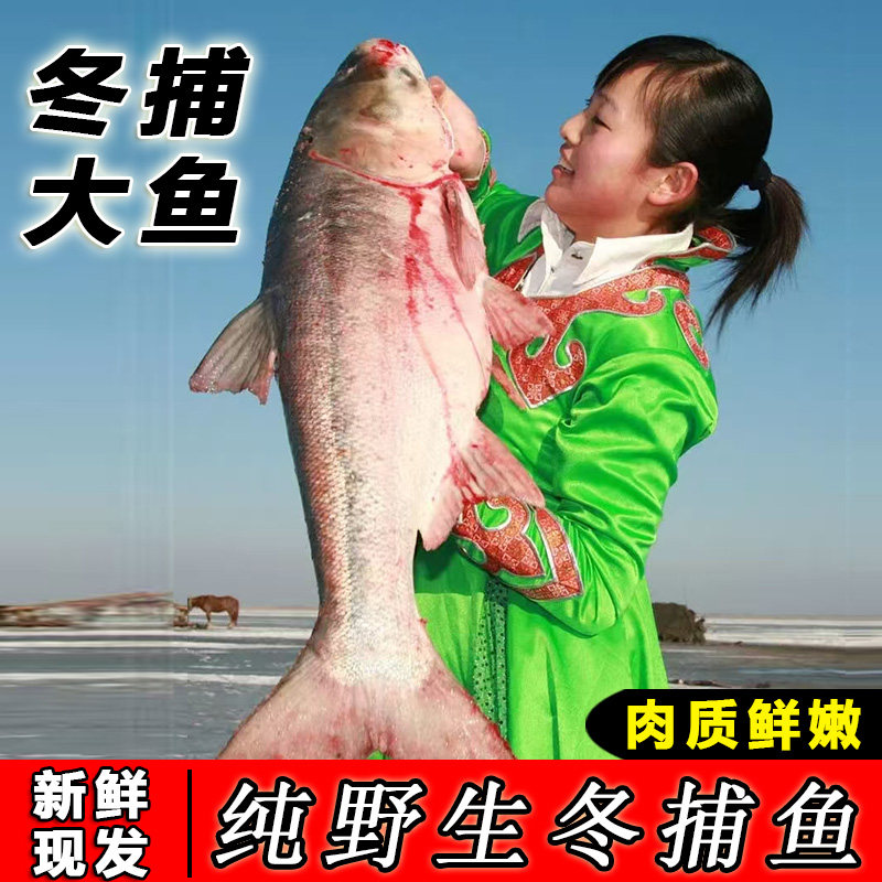 查干湖冬捕胖头鱼大头花鲢鱼鳙鱼