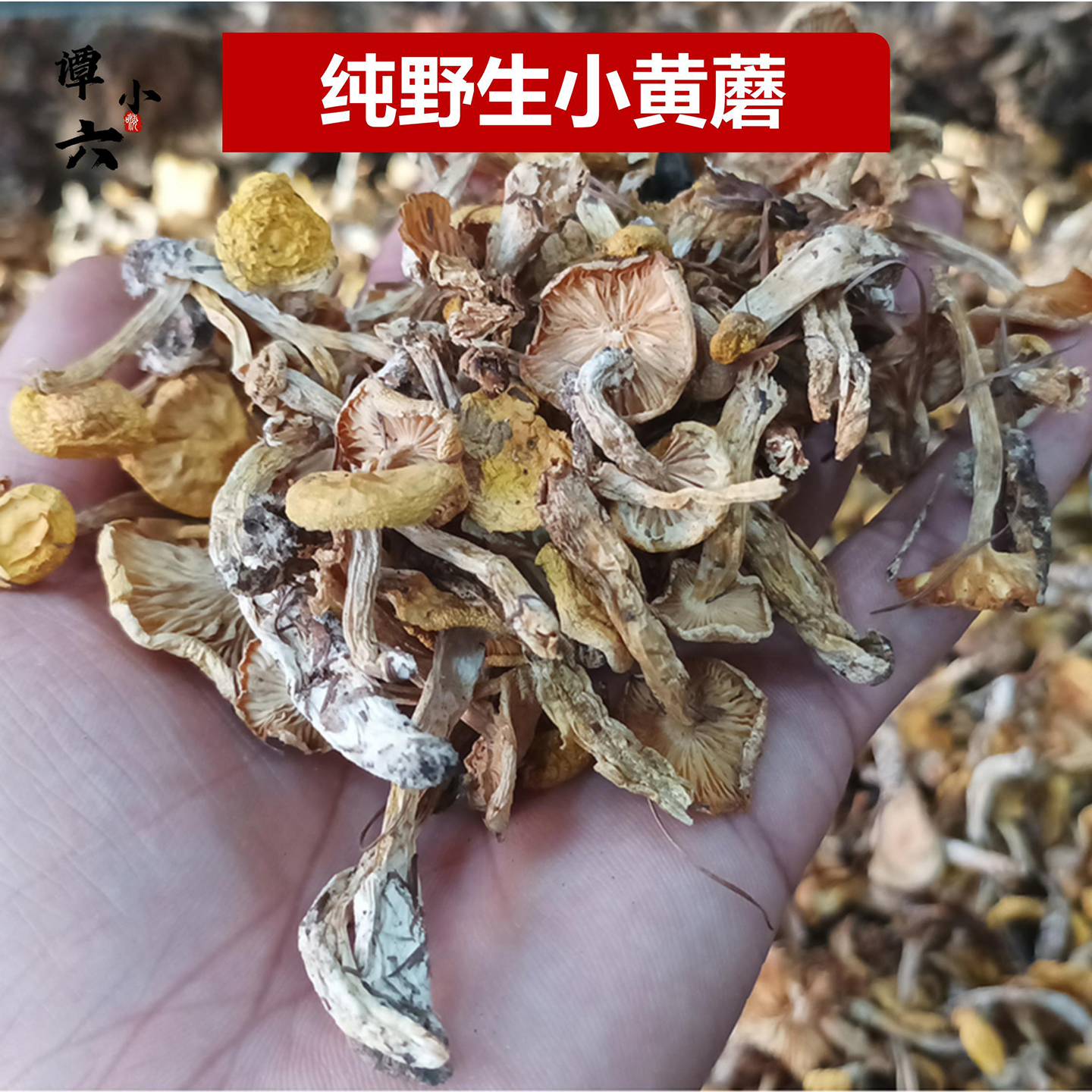 野生黄蘑新货谭小六野生蘑菇煲汤东北干货250g农家香菇农民家晒干