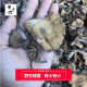 野生榛蘑干货东北长白山菌菇特产香菇吉林小鸡炖蘑菇
