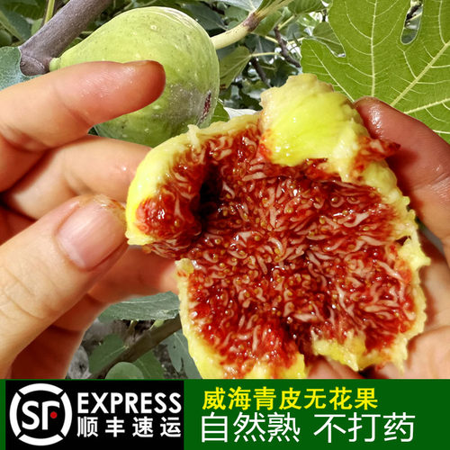 山东威海新鲜青皮无花果鲜果应季孕妇水果甜糯糖包子现摘无花果