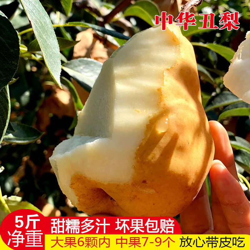 山东中华丑梨正宗啤梨甜糯多汁甜梨子孕妇宝老人爱吃整箱5斤包邮,水产肉类/新鲜蔬果/熟食,梨,淘宝优惠券,粉丝福利购,淘宝优惠卷