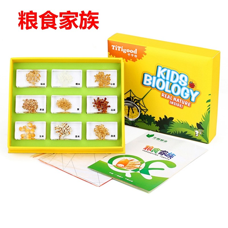 家族植物标本幼儿园教具制作材料