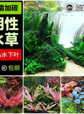 阴性水草南美溪流沙子缸不要碳