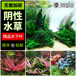 鱼缸阴性水草辣椒榕迷你椒草黑木蕨细叶铁皇九冠莫斯睡莲水兰造景