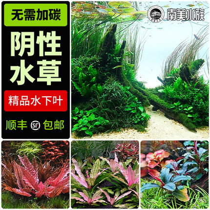 鱼缸阴性水草辣椒榕迷你椒草黑木蕨细叶铁皇九冠莫斯睡莲水兰造景