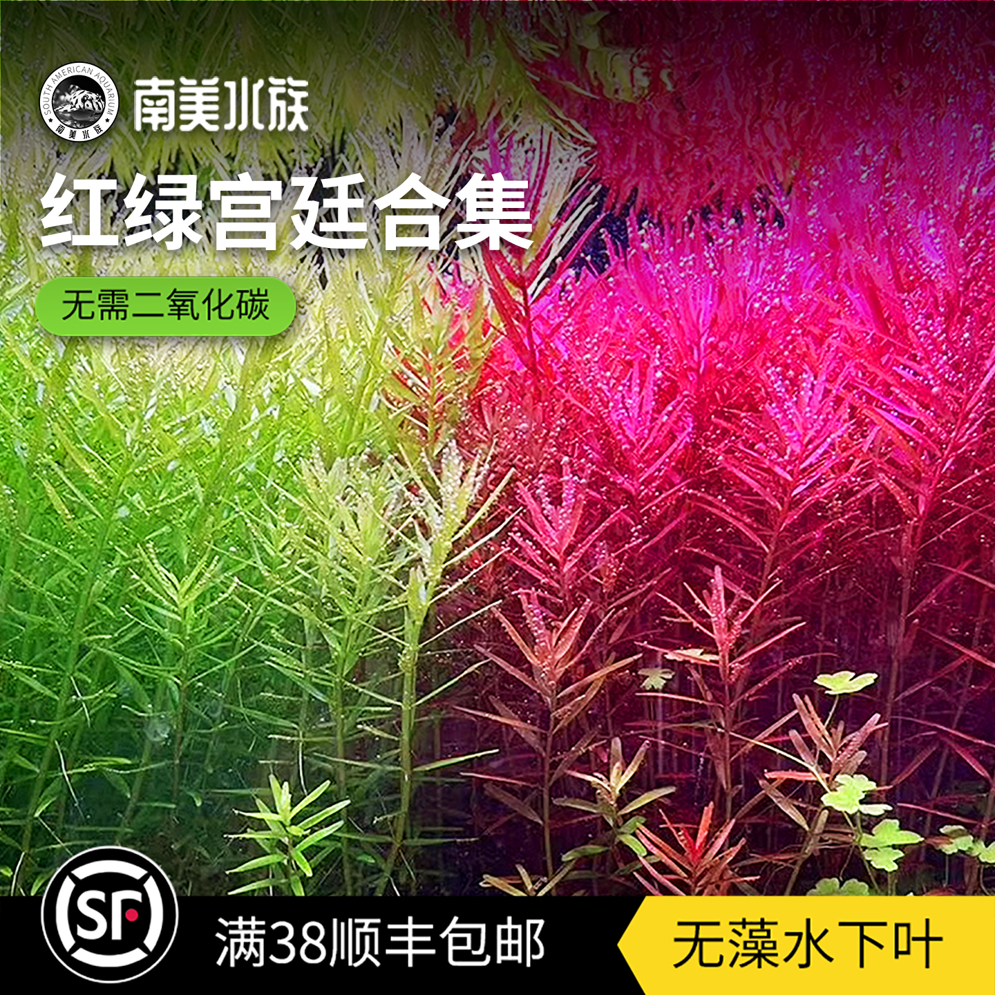 丹麦血红宫廷绿粉水下叶鱼缸造景