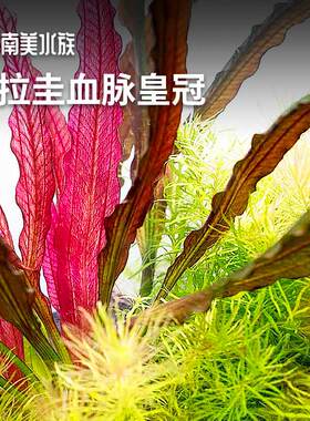 乌拉圭血脉ADA阿根廷红心皇冠水草美丽可翡翠三色沙好养鱼缸造景