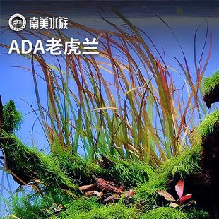 ada老虎兰细叶水兰泰国水剑阴性懒人后景长水草增氧水草造景植物