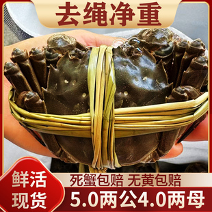 大纵湖红膏特大闸蟹螃蟹河蟹纯5两公4两母10只礼盒装 鲜活现货