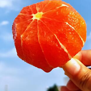 血橙新鲜水果当季红橙子湖北中华红血橙5斤