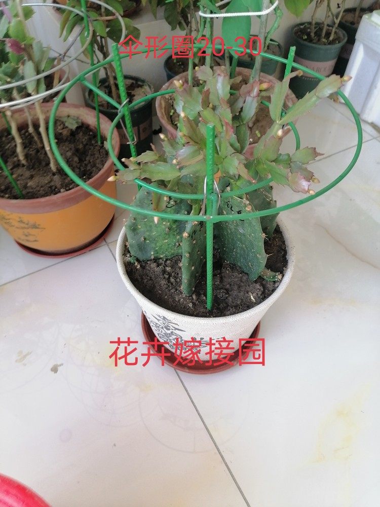 简易花架 嫁接蟹爪兰支架  叶仙固定架  单层花架 伞形支撑架包邮