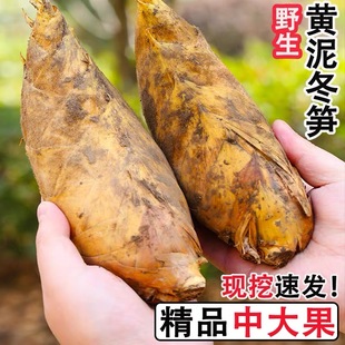江西新鲜野生冬笋现挖现发当季黄泥笋竹笋去老根毛竹笋春笋嫩雷笋