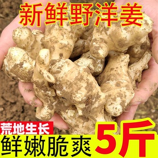 新鲜洋姜鬼子姜江西农家蔬菜野生菊芋现挖姜不辣鲜沙地姜腌制泡菜