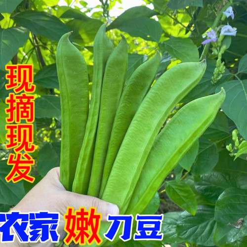 江西本地新鲜刀豆嫩农家现摘现发青刀把豆角当季蔬菜长扁豆特产包