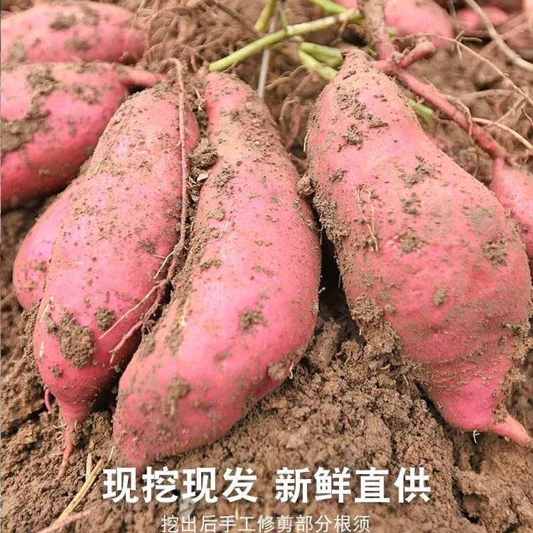 江西农家老品种地瓜红皮黄心番薯