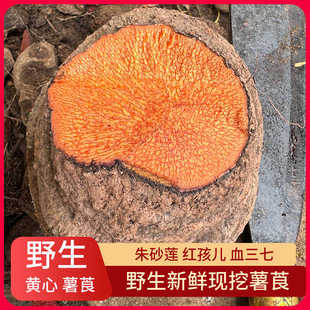 新鲜现挖黄薯莨野生朱砂莲红药子鸡血莲香云纱天然染料药用 包邮