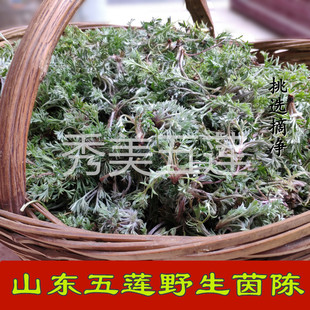 山东新鲜茵陈草2025三月茵陈新鲜时令野菜白蒿野生绵茵陈茶汤麦饭