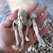 武夷山土特产农家干货白松茸鸡腿菇炖汤鲜美250克