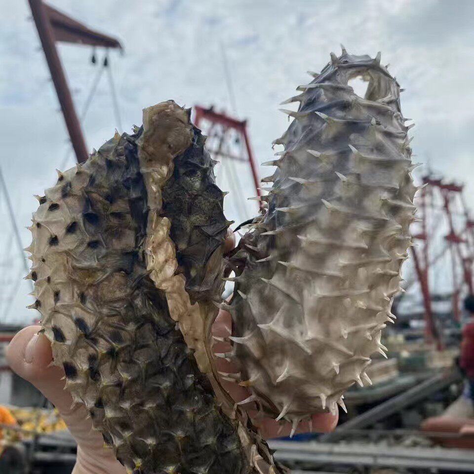 海胆中号漂亮刺豚煲汤养胃