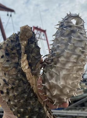 阳江养胃刺龟鱼皮海胆皮刺豚皮煲汤包邮海产干货滋补胶原多渔民货