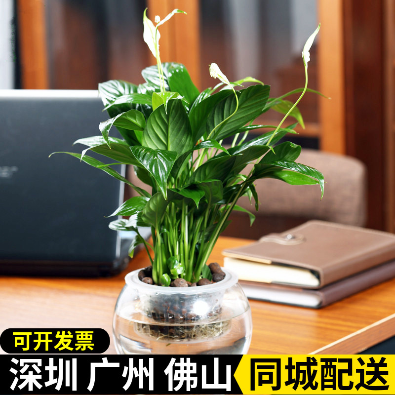 一帆风顺白掌办公室桌面净化空气