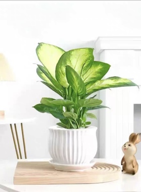 深圳粉黛万年青盆栽 银皇后室内耐阴好养花卉 办公室桌面小绿植