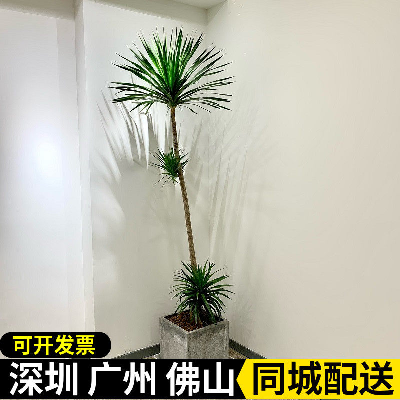 龙须树简约美观净化空气