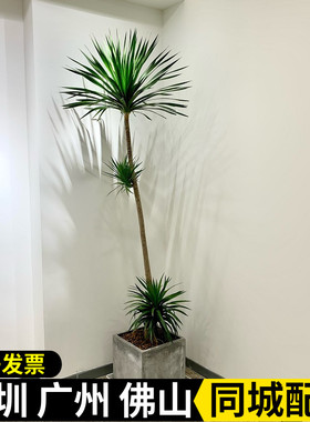 龙须树盆栽 客厅办公室高杆造型耐旱好养植物 龙血树大型盆栽