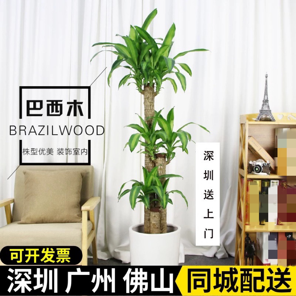 步步高巴西木办公室客厅植物盆栽