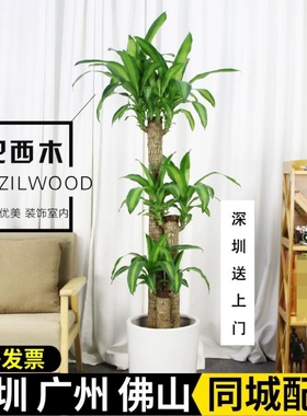 深圳 巴西木盆栽步步高客厅办公室花卉净化空气植物乔迁开业送礼