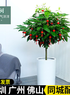 深圳 平安树 玉桂大型绿植室内客厅盆栽植物办公室观叶植物