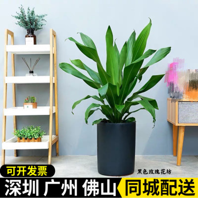 青叶也门铁盆栽室内客厅办公室耐阴好养前台落地四季常青绿化植物