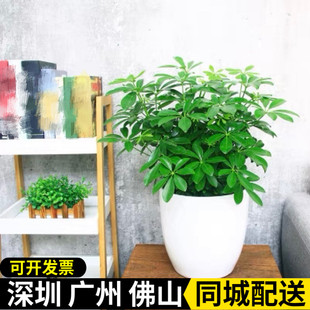 鸭脚木盆栽七叶莲绿植办公室前台走廊落地招财盆景