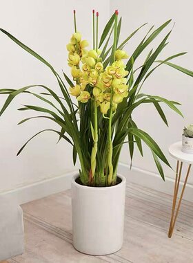 深圳大花惠兰兰花带花苞室内外庭院落地盆栽新年鲜花植物