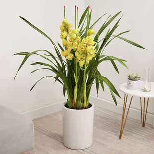 深圳大花惠兰兰花带花苞室内外庭院落地盆栽新年鲜花植物